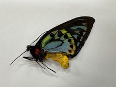 ネパールキイロゼミ ？ 標本 セミ ホタル 蛍 タマムシ チョウ トンボ