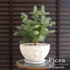 ピセア プンゲンス Picea pungens コロラドトウヒ  8号 陶器鉢 ドイツトウヒ 0621WHのサムネイル