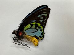 ロスチャイルドトリバネアゲハ♂標本 蝶 メガネトリバネアゲハ 外国産