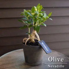 根上がり 盆栽 創樹 Olive オリーブの木 3号鉢 革タグ付き SOUJU Nevadillo blanco ネバディロブランコ 0621BKのサムネイル