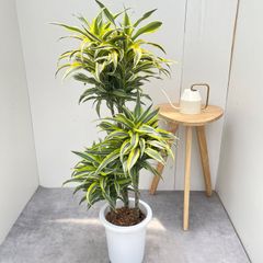 ドラセナ コンシンネ レインボー 4【現品】観葉植物 室内 大型 - メルカリ