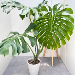 ドラセナ コンシンネ レインボー 4【現品】観葉植物 室内 大型 - メルカリ