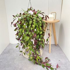 ドラセナ コンシンネ レインボー 4【現品】観葉植物 室内 大型 - メルカリ