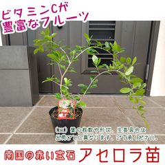グルミチャマ 実生苗 - メルカリ
