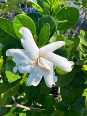 【珍種】八重咲き花　タヒチクチナシ（ティアレ）のサムネイル