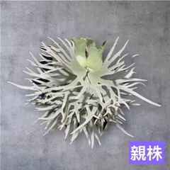 스태그혼 펀 윌링키 박테리아