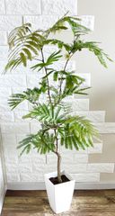 エバーフレッシュ リビングサイズ no23 高さ125cm - メルカリ