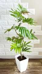【現品】人気　エバーフレッシュ　2重螺旋曲がり樹形　7号鉢 観葉植物 現品】エバーフレッシュ 2重螺旋曲がり樹形 7号鉢 観葉植物 - メルカリ