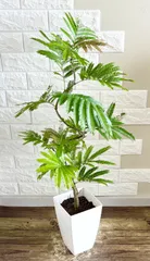 現品】エバーフレッシュ 曲がり樹形 7号鉢 観葉植物 - メルカリ