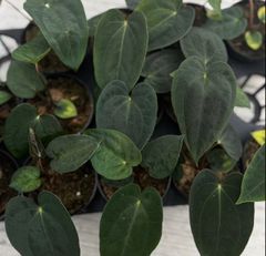 m*n様 Anthurium Pap Var × D&H × Lux 斑入り 実 - メルカリ