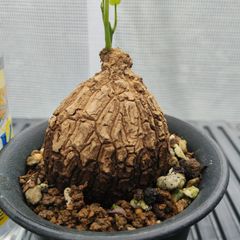 希少植物 玉クバ トックリビロウ - メルカリ