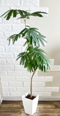 エバーフレッシュ 147cm８号 S-shaped tree form エバーフレッシュ 147cm8号 S-shaped tree form - メルカリ