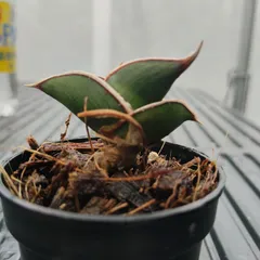 a39 산세베리아 플로리다 산세베리아 로리다