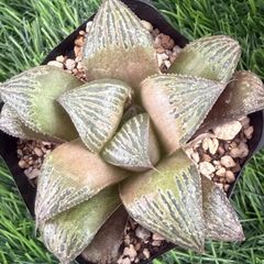 ハオルチア 特選コレクタ錦③ 多肉植物 - メルカリ