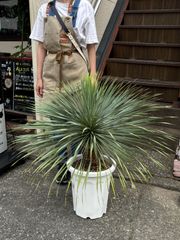 チャメロプスフミリス セリフェラ 110cm❗ 整った樹形 特銀 綺麗な葉色 チャメロプスフミリス セリフェラ 110cm❗ 整った樹形 特銀 綺麗な葉色