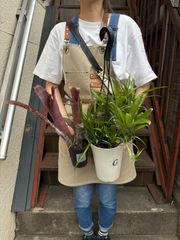 ① ネオレゲリア 2品種 パウシフローラ とスーパーホワイトクローン