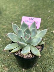 エレガンス×チワワエンシスイエコラ)×リラシナ 多肉植物 - メルカリ