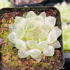 速達便付き 多肉植物 ドロサンテマム キラキラIce crystal 大株 抜き苗