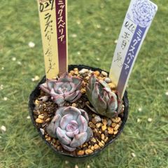 多肉植物 おらいさん苗 小苗 セット - メルカリ