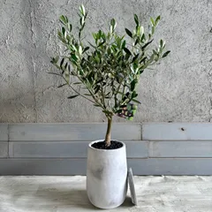 【厳選された植物と鉢】人気品種　美形　オリーブの木　souju　ミッション　6号　テラコッタ性鉢植え　ホワイト　受け皿付きのサムネイル