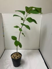 スターアップル(紫) ミルクフルーツ 苗木 実生3年苗 熱帯果樹 観葉植物