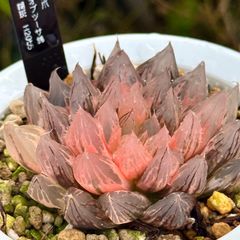 多肉植物 観葉植物 ハオルチア ハオルシア 新氷砂糖錦群生 極上斑