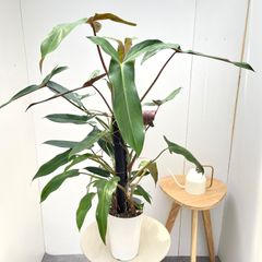 現品販売です。幹上がりフェロデンドロン・ルビー8号鉢 - メルカリ