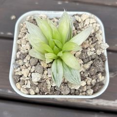 多肉植物 ハオルチア 裏般若錦 糊斑 超美品 透明窓 - メルカリ
