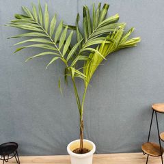 現品］【希少】9番 マニラヤシ 斑入り 観葉植物 大型 室内 8号 プラ鉢