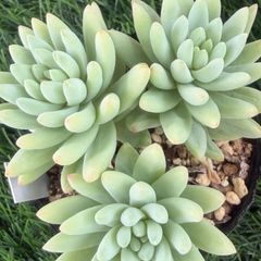 多肉植物🍌バナナネックレス🍌抜き苗 - メルカリ