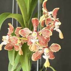 洋蘭原種 開花中 トリコグロティス スミシー - メルカリ