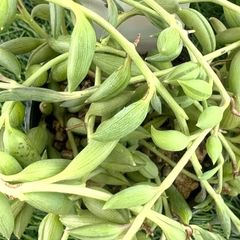 多肉植物🍌バナナネックレス🍌抜き苗 - メルカリ