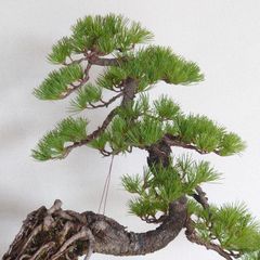 赤松 懸崖 根上り 10cm - メルカリ