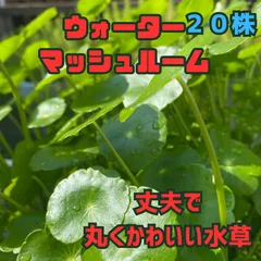 ウォーターマッシュルーム２０株のサムネイル