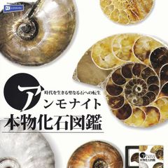 アンモナイト本物化石図鑑 【全1種】 レインボー Ammonite