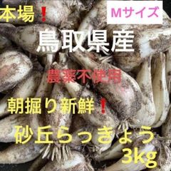 鳥取県産 砂丘らっきょう 初物 1kg 新品 - メルカリ