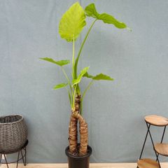 現品］♡かわいい♡ G 柱サボテン 鬼面角 ブランチ 7号 観葉植物 室内