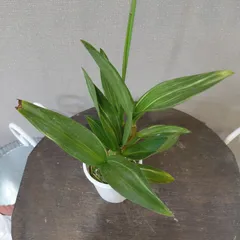 ⑧斑入りオンシジウム･現品・リトルエンジェル 2.5号鉢 // 1鉢2,500円 // 宅配便のサムネイル