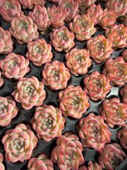 naka多肉❤ショップ説明ご確認 - メルカリShops