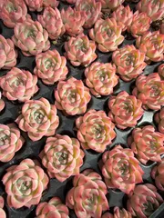 新入荷　粉月影　鮮やかな105苗セット　土と根付き　多肉植物　エケベリア　セダム　韓国苗　詰め合わせ　寄せ植え　X1050