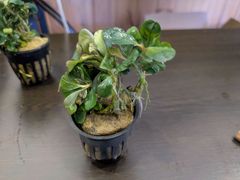 Bucephalandra sp.”Dark gray“【TB便】水上株 - メルカリ