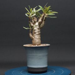 Cystorchis sp. Papua Red シストーチス パプア レッド - メルカリ