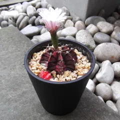現物「サボテン・ギムノカリキウム」3.5号 　Gymnocalycium mihanovichii var.friedrichi f.variegata　緋牡丹錦（ヒボタンニシキ）のサムネイル