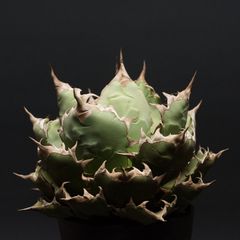 Agave titanota 日冕(コロナ)大 台湾ゴジラ アガベ チタノタ - メルカリ