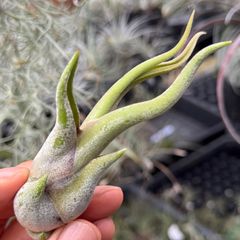 セロペギア スタペリフォルミス サーペンティナ カット苗2本 多肉植物