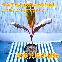 レア☆3 ハマユウ ハマオモト 4号 赤葉 銅葉 - メルカリ