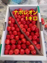 7月3日収穫できました。さくらんぼ「ナポレオン」　1キロのサムネイル