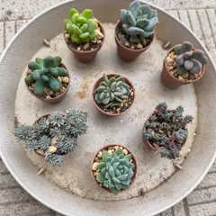 多肉植物８種セットのサムネイル