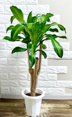 大型】幸福の木 観葉植物 福岡、佐賀、長崎、熊本 - メルカリ