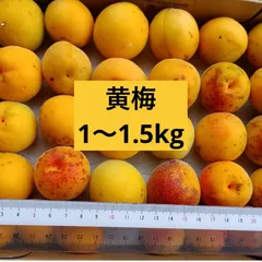 茨城県産　黄梅　1〜1.5kgのサムネイル